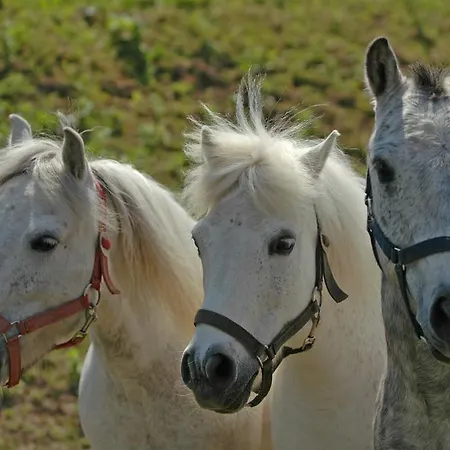 Club Dobogómajor Superior Ośrodek wypoczynkowy